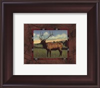 Framed Elk I