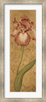 Framed Iris Elegance II