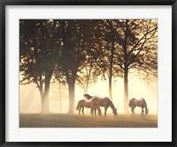 Framed Horses in the Mist