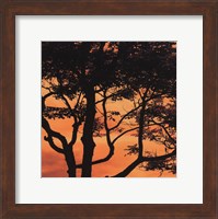 Framed Sunset Forest IV