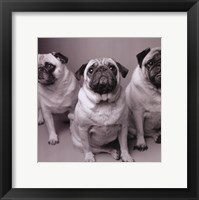Framed Three Pugs