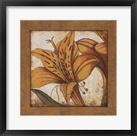 Framed Amaryllis Bloom