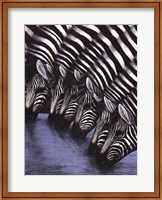 Framed Zebra's Watering Hole