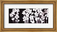 Framed White Flowers on Black I