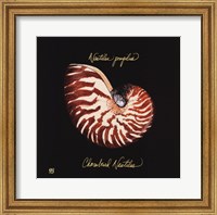 Framed Striking Shells II