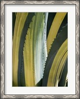 Framed Variegated Agave I