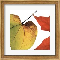 Framed Inflorescent Leaves I