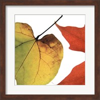 Framed Inflorescent Leaves I