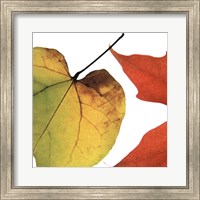 Framed Inflorescent Leaves I