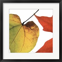 Framed Inflorescent Leaves I