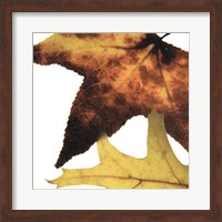 Framed Inflorescent Leaves II
