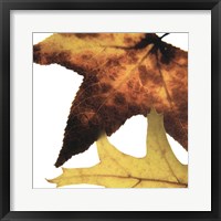 Framed Inflorescent Leaves II