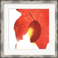 Framed Inflorescent Leaves IV