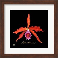 Framed Vivid Orchid II