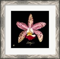 Framed Vivid Orchid III