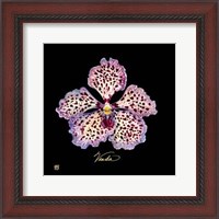 Framed Vivid Orchid V