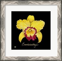 Framed Vivid Orchid VII