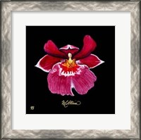 Framed Vivid Orchid VIII