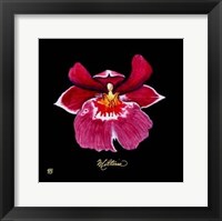Framed Vivid Orchid VIII