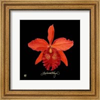 Framed Vivid Orchid IX