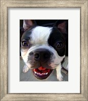 Framed Boston Faced