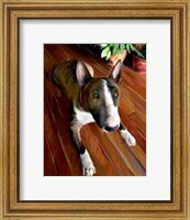 Framed Bull Terrier Down