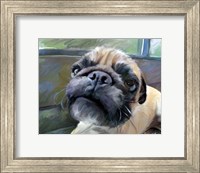 Framed Walrus Pug