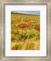 Framed Poppies in Field I