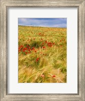Framed Poppies in Field II