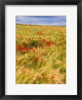 Framed Poppies in Field II