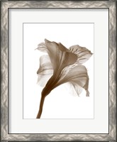 Framed Inflorescence I