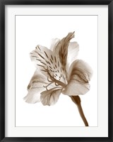 Framed Inflorescence II