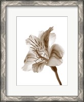 Framed Inflorescence II