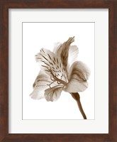 Framed Inflorescence II