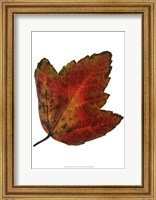 Framed Leaf Inflorescence I