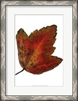 Framed Leaf Inflorescence I