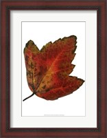 Framed Leaf Inflorescence I