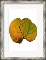 Framed Leaf Inflorescence III