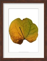 Framed Leaf Inflorescence III