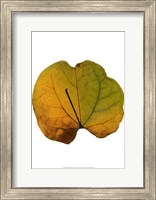 Framed Leaf Inflorescence III