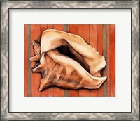 Framed Shell on Stripes I