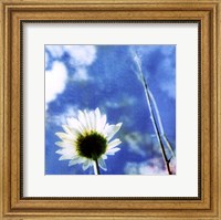 Framed Daisies IV