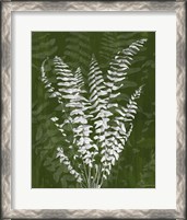 Framed 'Jewel Ferns I' border=