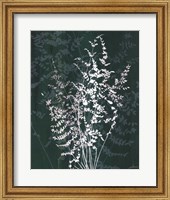 Framed Jewel Ferns II