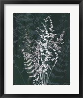 Framed Jewel Ferns II