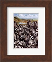 Framed Zebra Gathering
