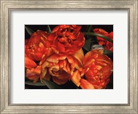 Framed Old World Tulips I