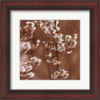 Framed Cherry Blossom