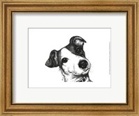 Framed Robbie the Jack Russell