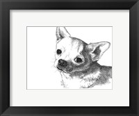 Framed Bruiser the Chihuahua